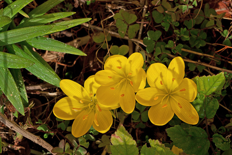 fiore giallo - Sternbergia cfr.lutea